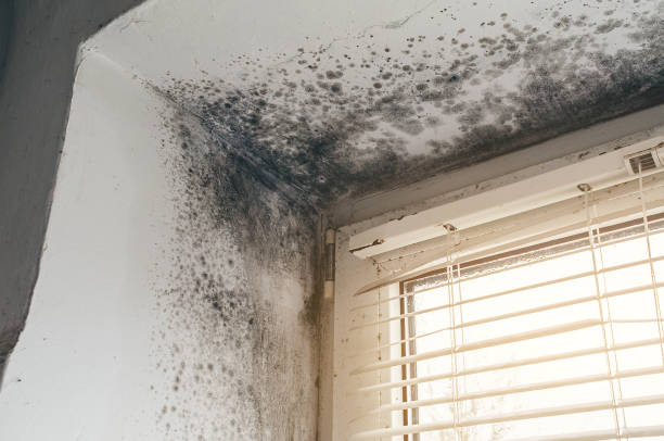 Affordable Black Mold Remediation solutions in Tewksbury, MA
